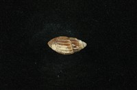 藏品(流紋蜷)的圖片